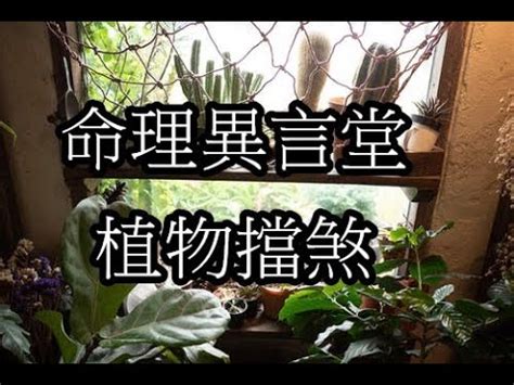 户外擋煞植物